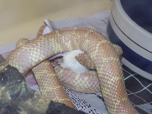 fey1mice0
