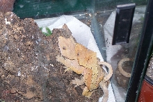 crested mating