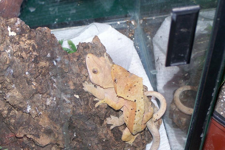 crested mating