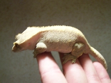 lilfattie