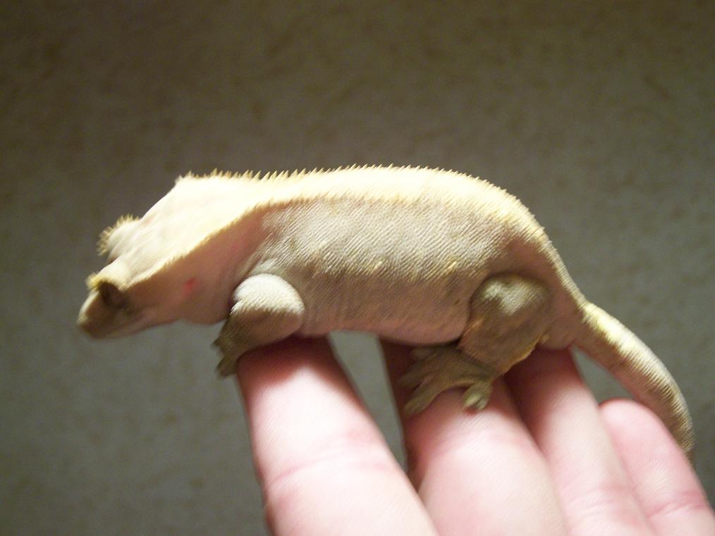 lilfattie