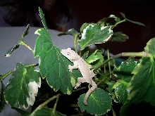baby rhac