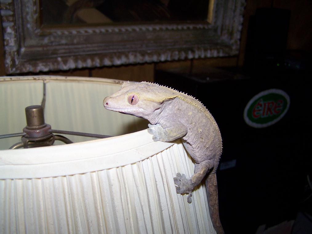 female crested2