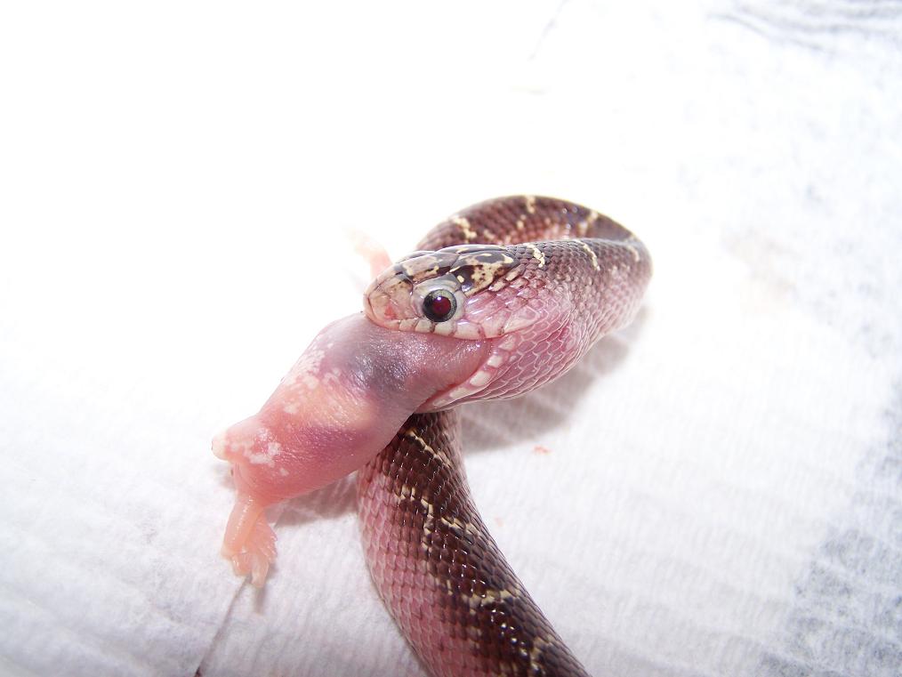 whiteside eating