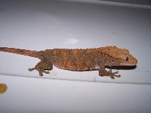 breeder female