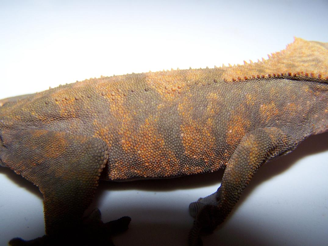 crested feamle