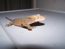 adult breeder girl