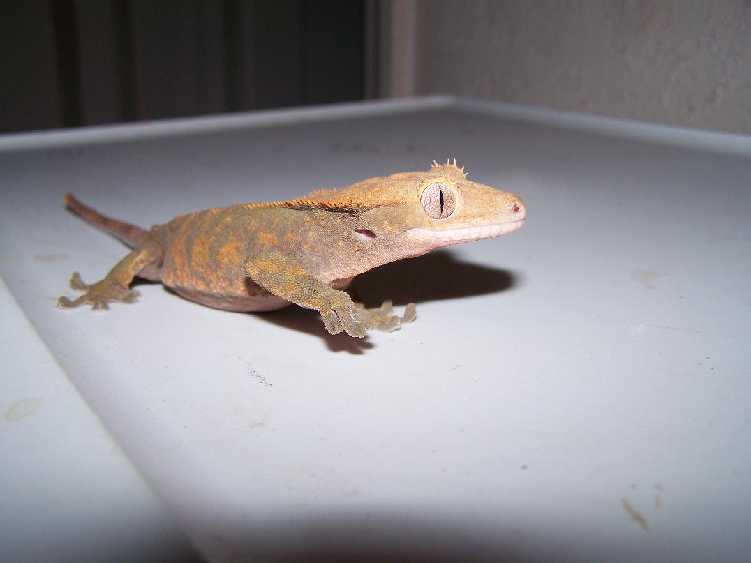 adult breeder girl