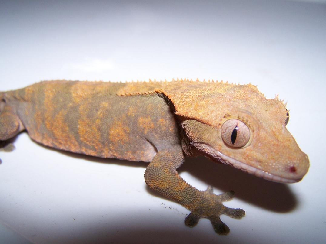 breeder female4