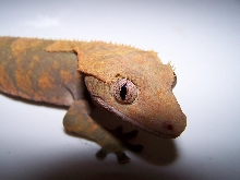 breeder female5