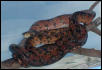 FEMALE ATB