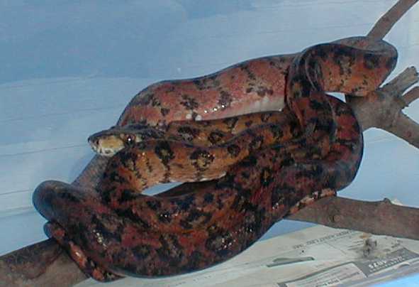 FEMALE ATB