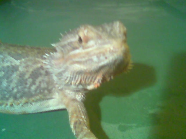 My female beardie
