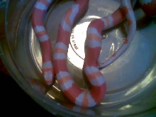 My tangerine albino houndran milksnake