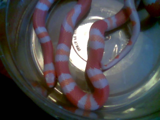 My tangerine albino houndran milksnake
