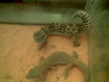 my male normal leo and my female patternless leo geckos