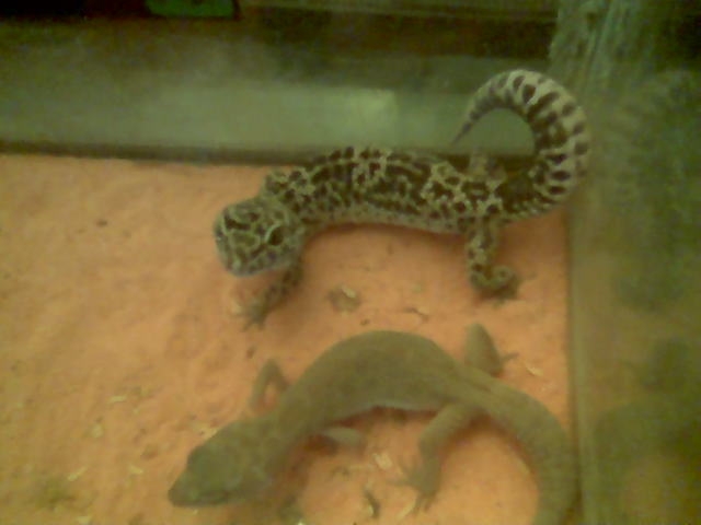 my male normal leo and my female patternless leo geckos