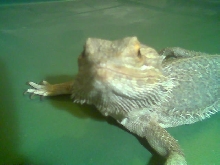 my male beardie