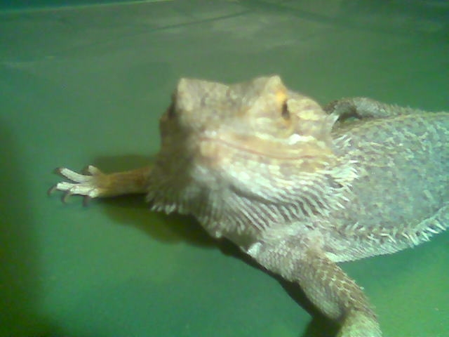 my male beardie