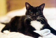 BOOTSIE