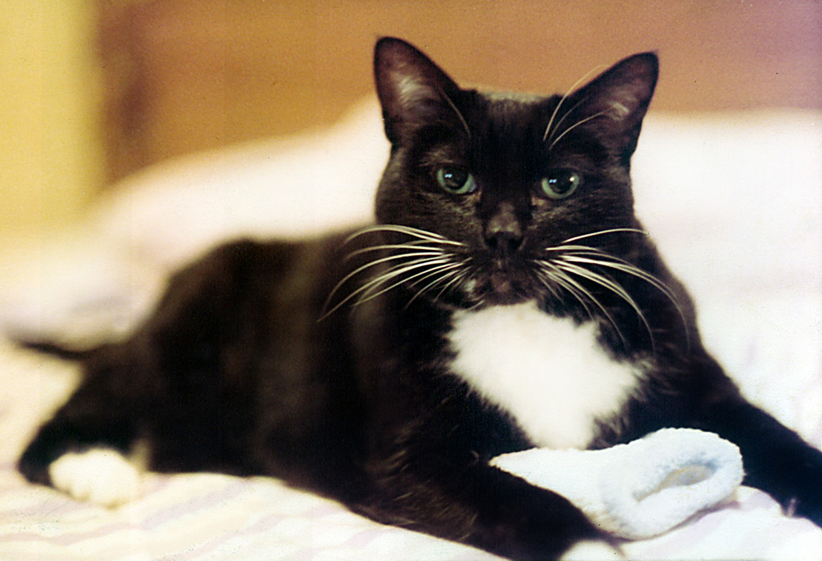 BOOTSIE