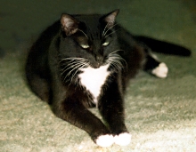 -Bootsie-