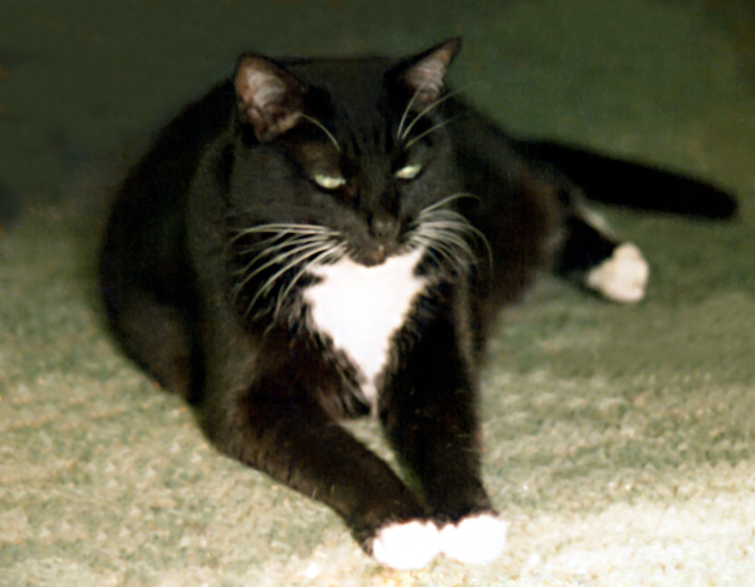 -Bootsie-