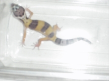 Hatchling