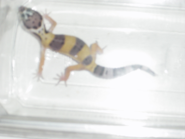 Hatchling