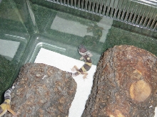 Tiny Tim