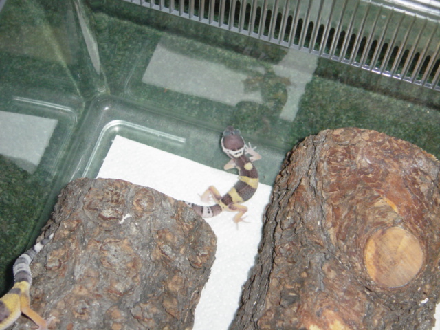 Tiny Tim
