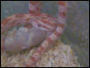Corn Snake Eating