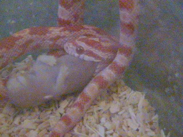 Corn Snake Eating