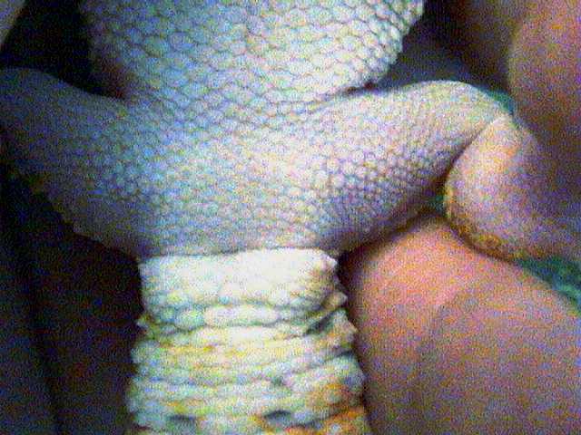 Female preanal pores