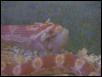 Amelanistic Corn Snake