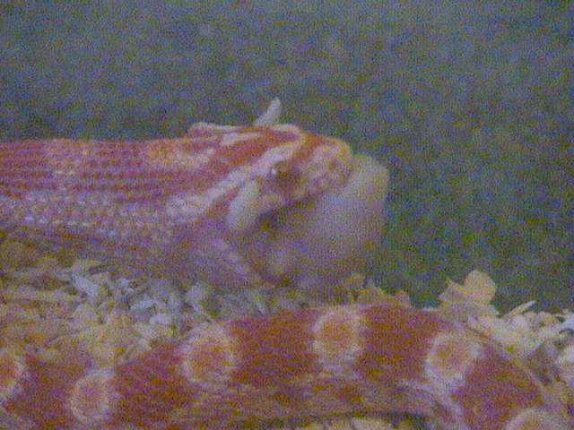 Amelanistic Corn Snake