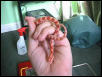 Amelanistic Corn Snake