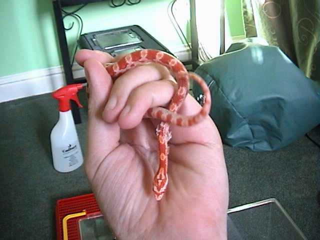 Amelanistic Corn Snake