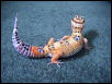 My Leopard Gecko
