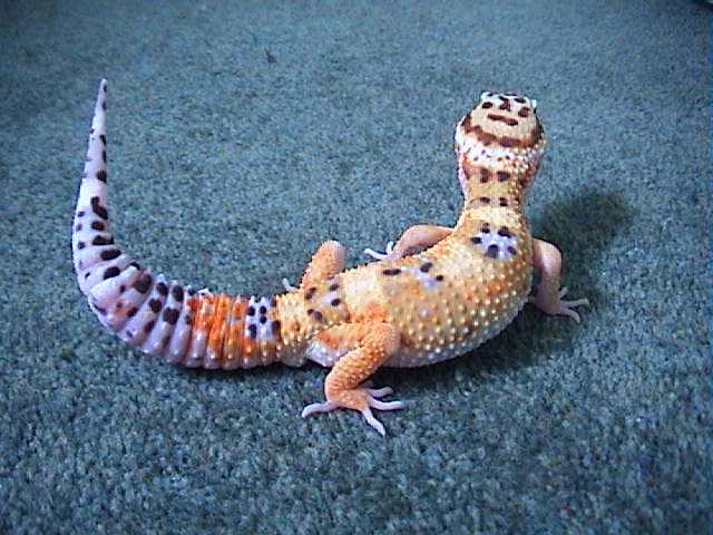 My Leopard Gecko
