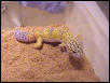 Hypo Tangerine Leopard Gecko