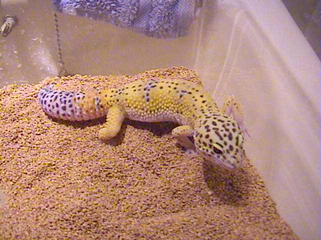 Hypo Tangerine Leopard Gecko