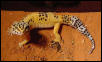 Leopard Gecko