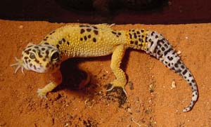 Leopard Gecko