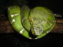 My female northern