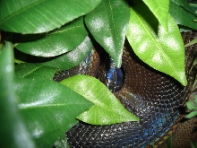 Another pic. of my female hoserae