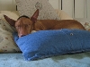 Never Too Many Pillows