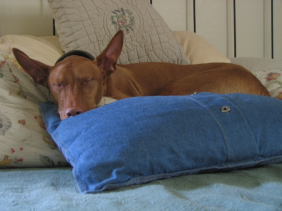 Never Too Many Pillows