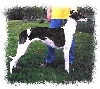 Chantze at 2 -- Right Stack