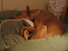 Must snuggle pillow